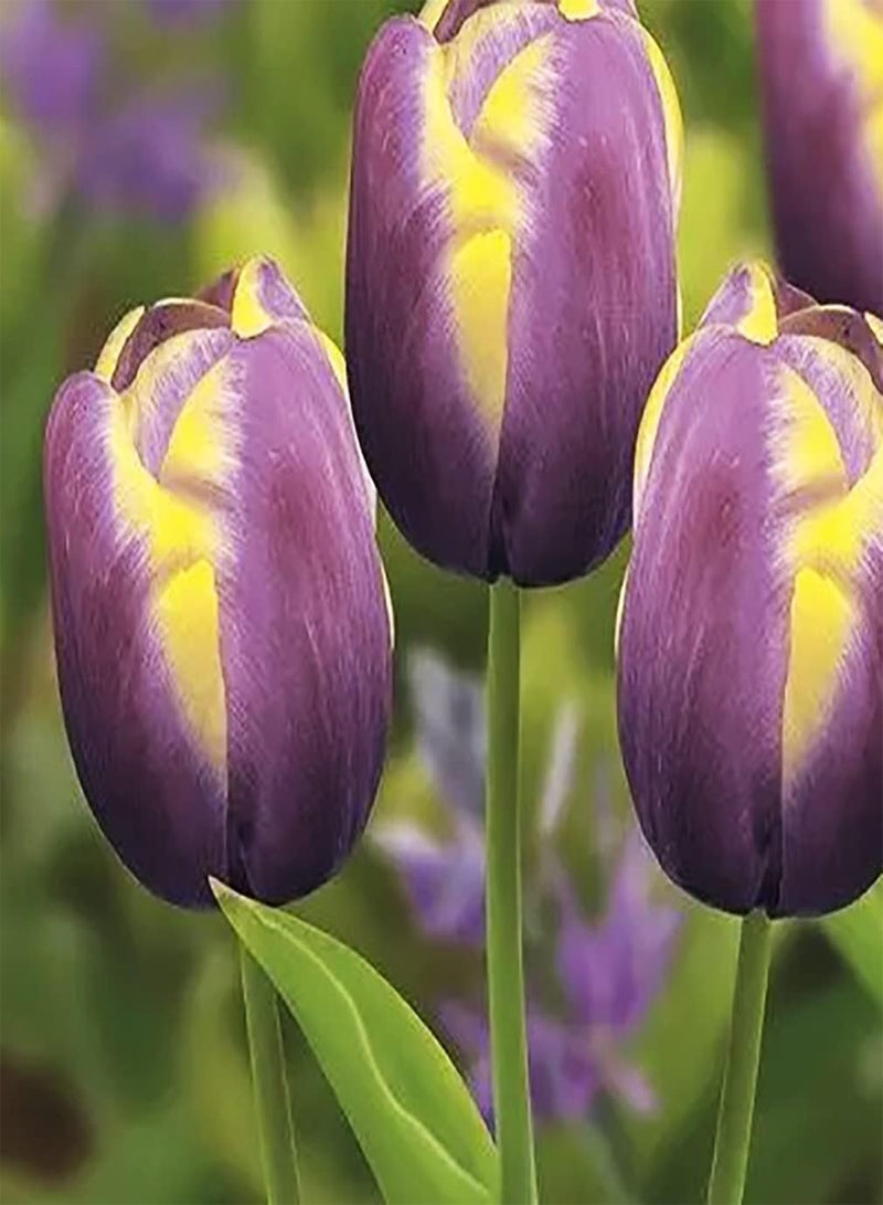 GGOOT 10pcs Mixed Color Tulip Seeds Exquisite Art Bouquet Cut Garden Gifts Beginners Simple Planting Aromatic Attract Butterfly Birds - Image 3