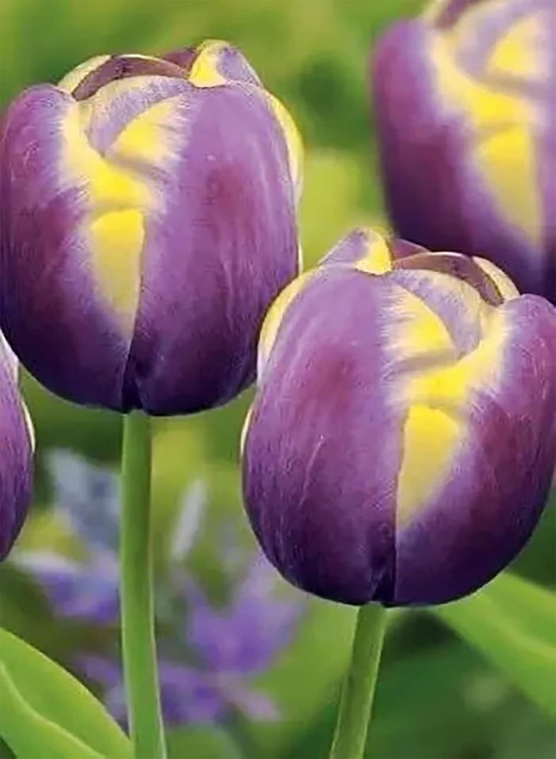 GGOOT 10pcs Mixed Color Tulip Seeds Exquisite Art Bouquet Cut Garden Gifts Beginners Simple Planting Aromatic Attract Butterfly Birds - Image 2