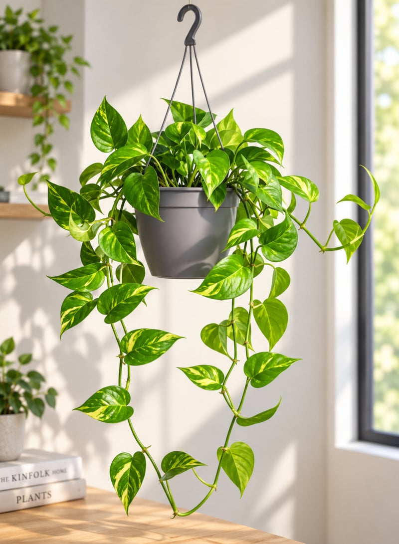 PLANT Money Plant Green with Hanging Pot | Golden Pothos (Epipremnum aureum) Live Indoor Plant | Trailing Decorative Hanging Houseplant for Home, Office & Balcony Décor - Image 4