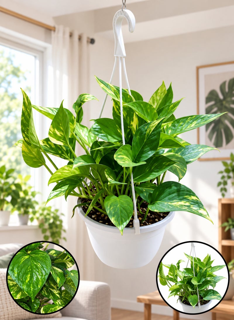 PLANT Money Plant Green with Hanging Pot | Golden Pothos (Epipremnum aureum) Live Indoor Plant | Trailing Decorative Hanging Houseplant for Home, Office & Balcony Décor - Image 1