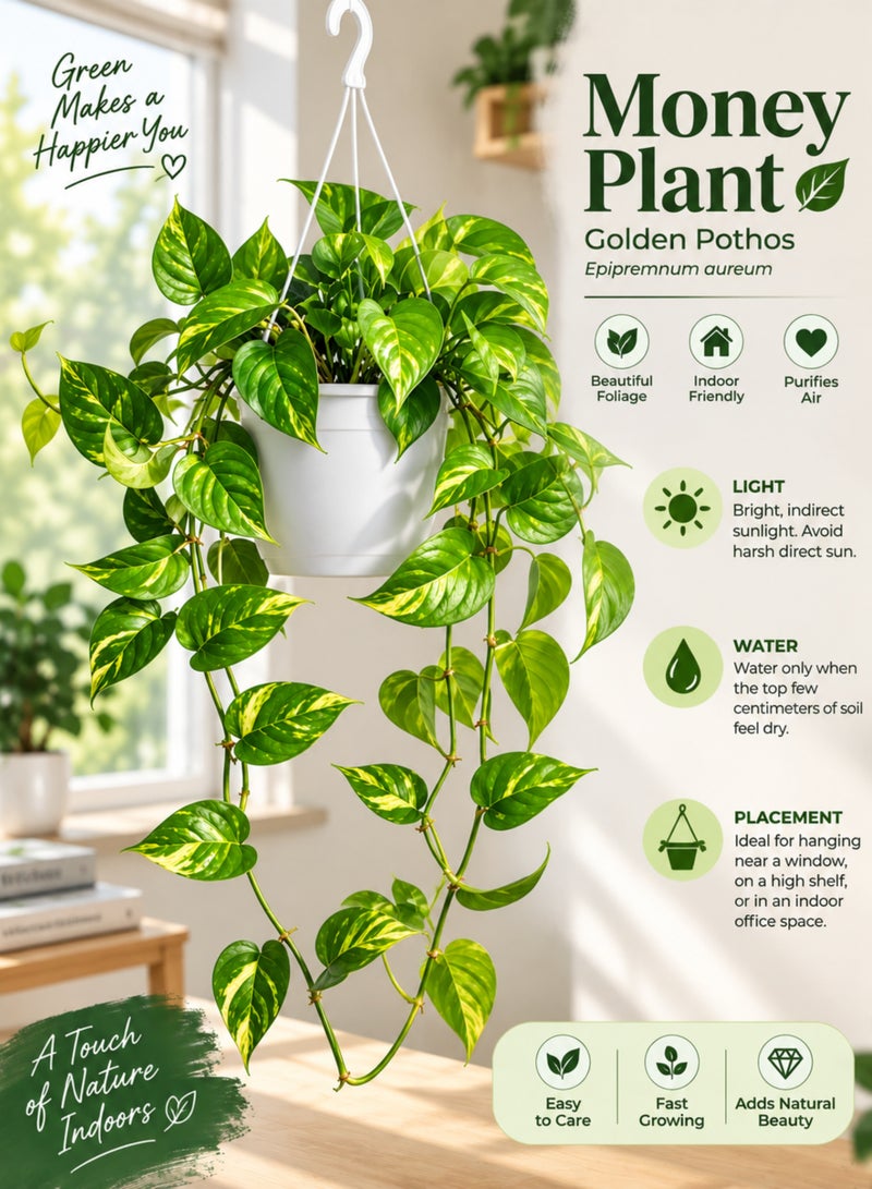 PLANT Money Plant Green with Hanging Pot | Golden Pothos (Epipremnum aureum) Live Indoor Plant | Trailing Decorative Hanging Houseplant for Home, Office & Balcony Décor - Image 3