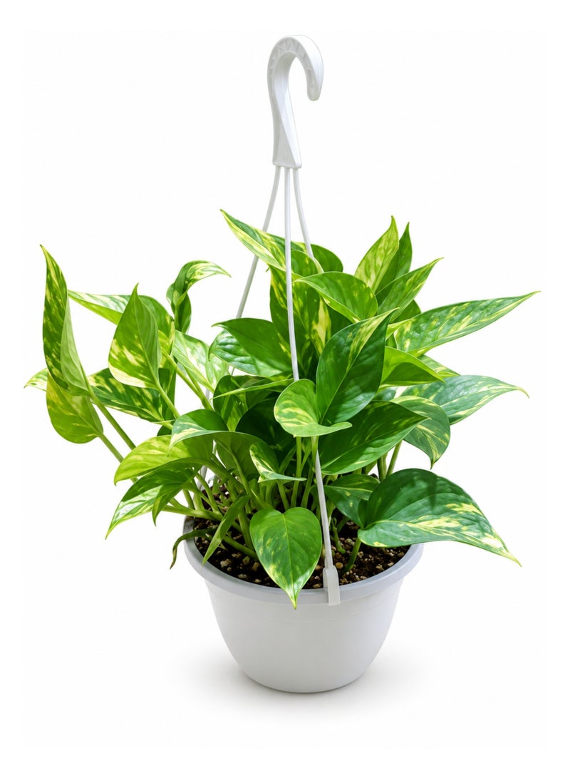 PLANT Money Plant Green with Hanging Pot | Golden Pothos (Epipremnum aureum) Live Indoor Plant | Trailing Decorative Hanging Houseplant for Home, Office & Balcony Décor - Image 2