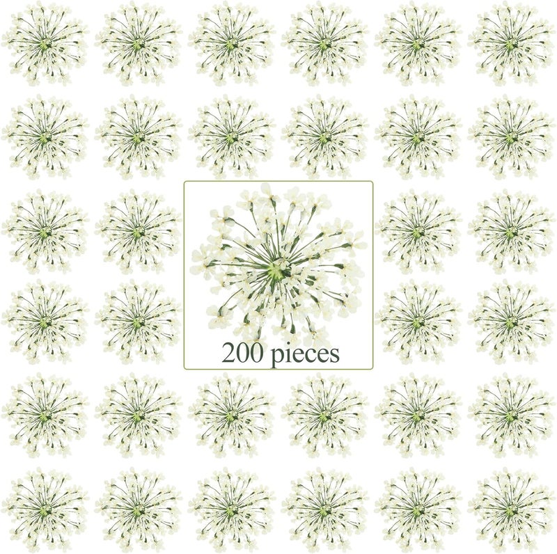 Fabbay 200 Pcs Pressed Dried Flowers for Resin Art Ammi Majus Natural Pressed Dried Flower Dry Flowers for Crafts DIY Wedding Home Decor Scrapbooking Gift Soap Candle Making - Image 1