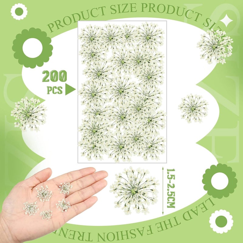 Fabbay 200 Pcs Pressed Dried Flowers for Resin Art Ammi Majus Natural Pressed Dried Flower Dry Flowers for Crafts DIY Wedding Home Decor Scrapbooking Gift Soap Candle Making - Image 3