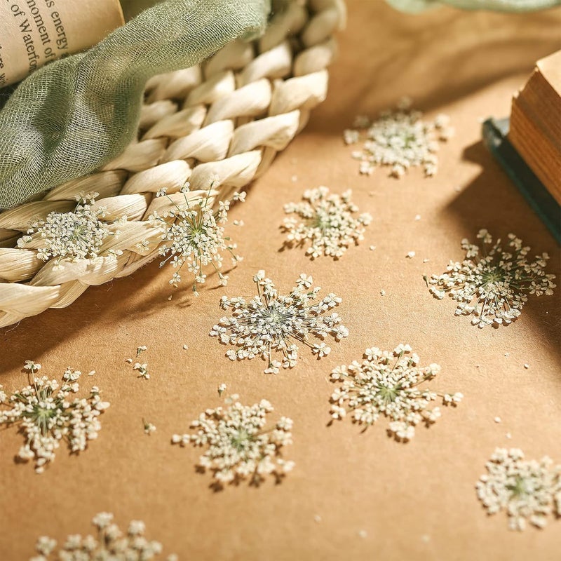 Fabbay 200 Pcs Pressed Dried Flowers for Resin Art Ammi Majus Natural Pressed Dried Flower Dry Flowers for Crafts DIY Wedding Home Decor Scrapbooking Gift Soap Candle Making - Image 2