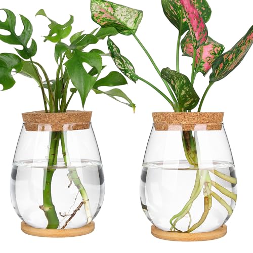 onepeng 2Pcs Propagation Vases for Plants, Well-Made Plant Terrarium, Hydroponic Glass Container Vase Jars, Plant Lover Gifts for Women, Windowsill Kitchen Desktop Decorations - Image 1