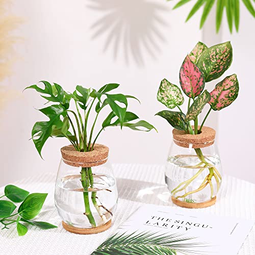 onepeng 2Pcs Propagation Vases for Plants, Well-Made Plant Terrarium, Hydroponic Glass Container Vase Jars, Plant Lover Gifts for Women, Windowsill Kitchen Desktop Decorations - Image 4