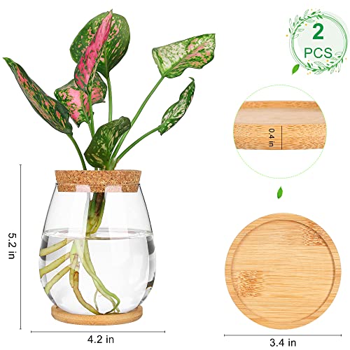 onepeng 2Pcs Propagation Vases for Plants, Well-Made Plant Terrarium, Hydroponic Glass Container Vase Jars, Plant Lover Gifts for Women, Windowsill Kitchen Desktop Decorations - Image 2