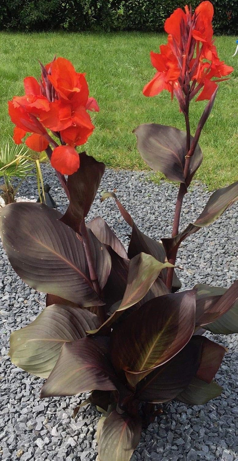 nna Black 1 Rhizome