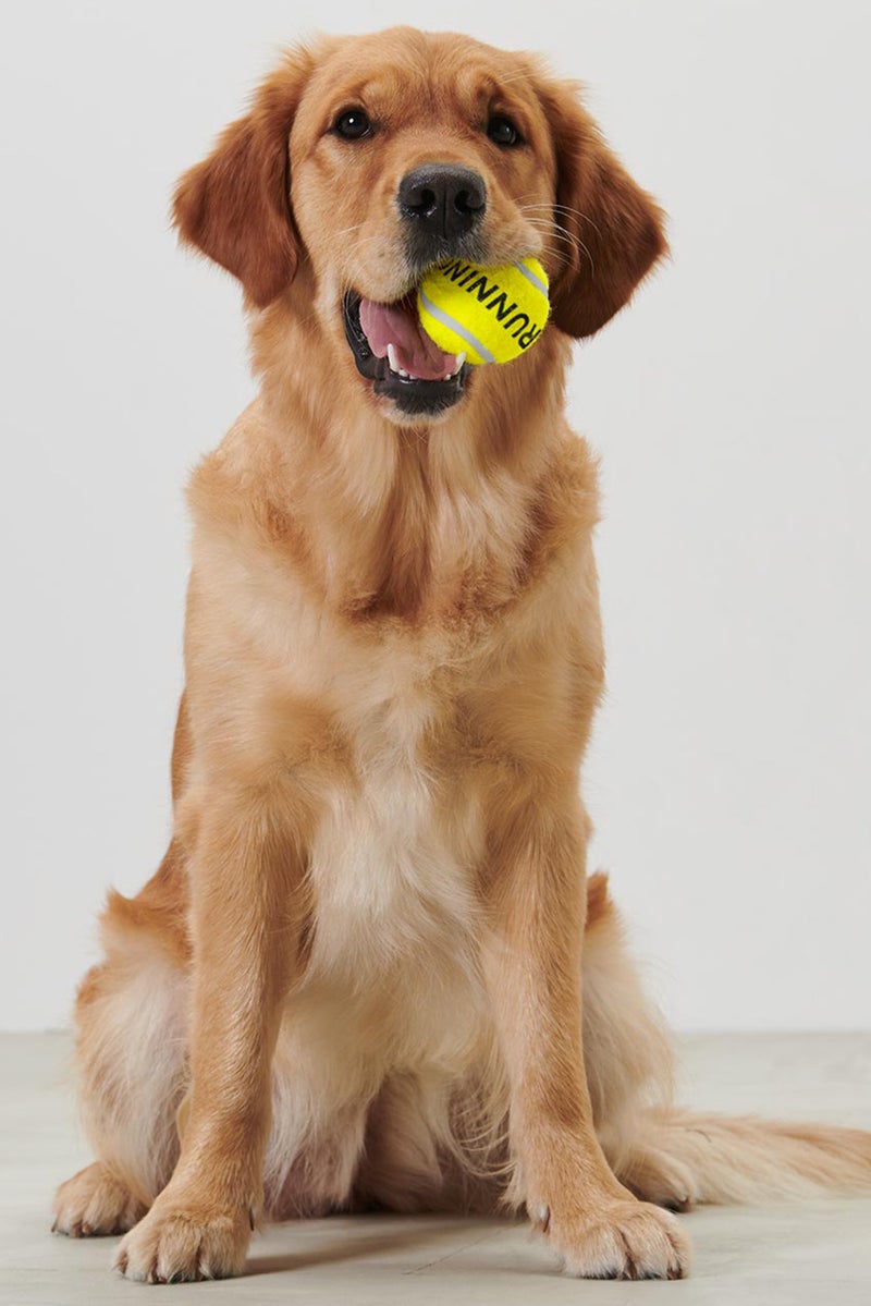 Tchibo Dogs Ball Slinger With Ball, Navy/Yellow - Image 1