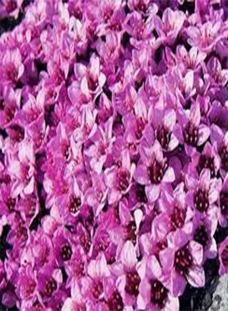 GGOOT Cup Flower Purple Robe Ground Cover seeds (Nierembergia Hippomanica) 800+seeds