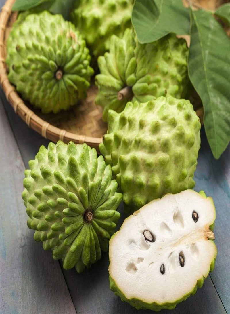 GGOOT 50Pcs Annona Seeds for Outdoor Garden Potted Planting Non-GMO Heirloom Soursop Fruits Low Maintenance Sugar Apple Horticultural Landscape with Ornamental Value - Image 2