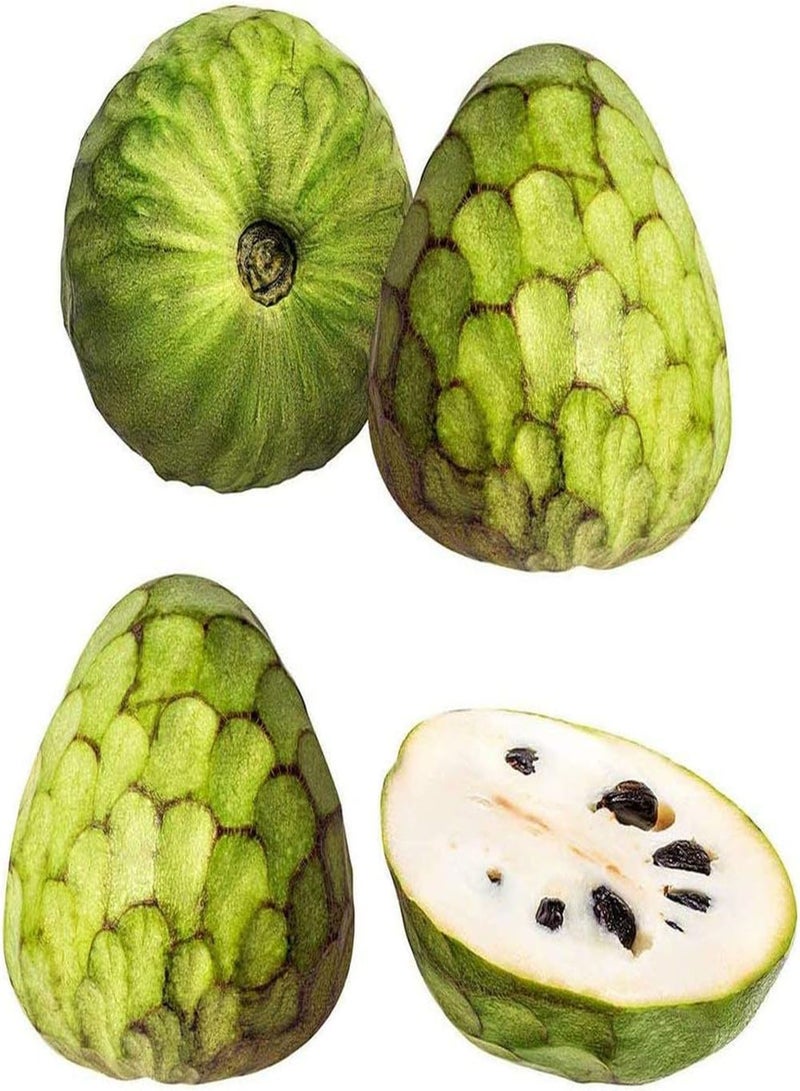 GGOOT 50Pcs Annona Seeds for Outdoor Garden Potted Planting Non-GMO Heirloom Soursop Fruits Low Maintenance Sugar Apple Horticultural Landscape with Ornamental Value - Image 1