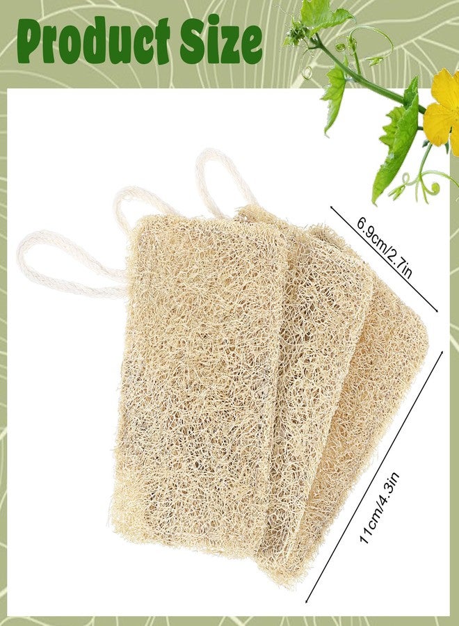 Elegaperma 3Pcs Natural Loofa, 100% Real Natural Loofah Sponges Set, Loofah Sponge for Dishwashing, Luffa Sponges - Image 2