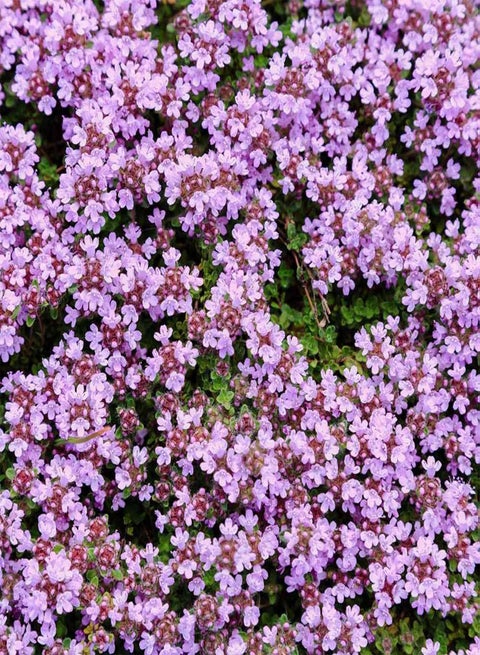 1/2 g. Perennial Wild Lemon Creeping Thyme Ground Cover Seeds for Planting