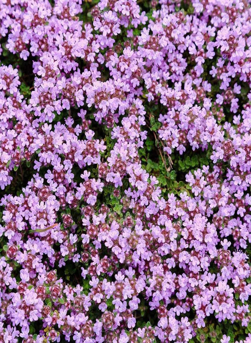 1/2 g. Perennial Wild Lemon Creeping Thyme Ground Cover Seeds for Planting