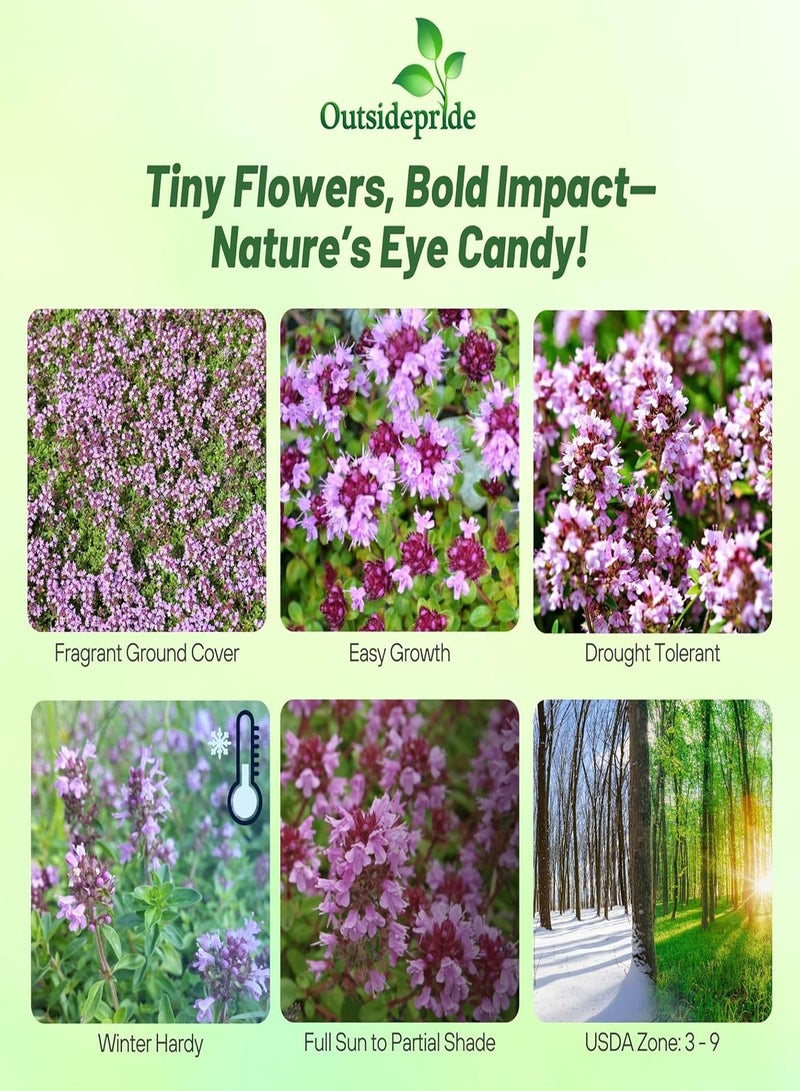 1/2 g. Perennial Wild Lemon Creeping Thyme Ground Cover Seeds for Planting
