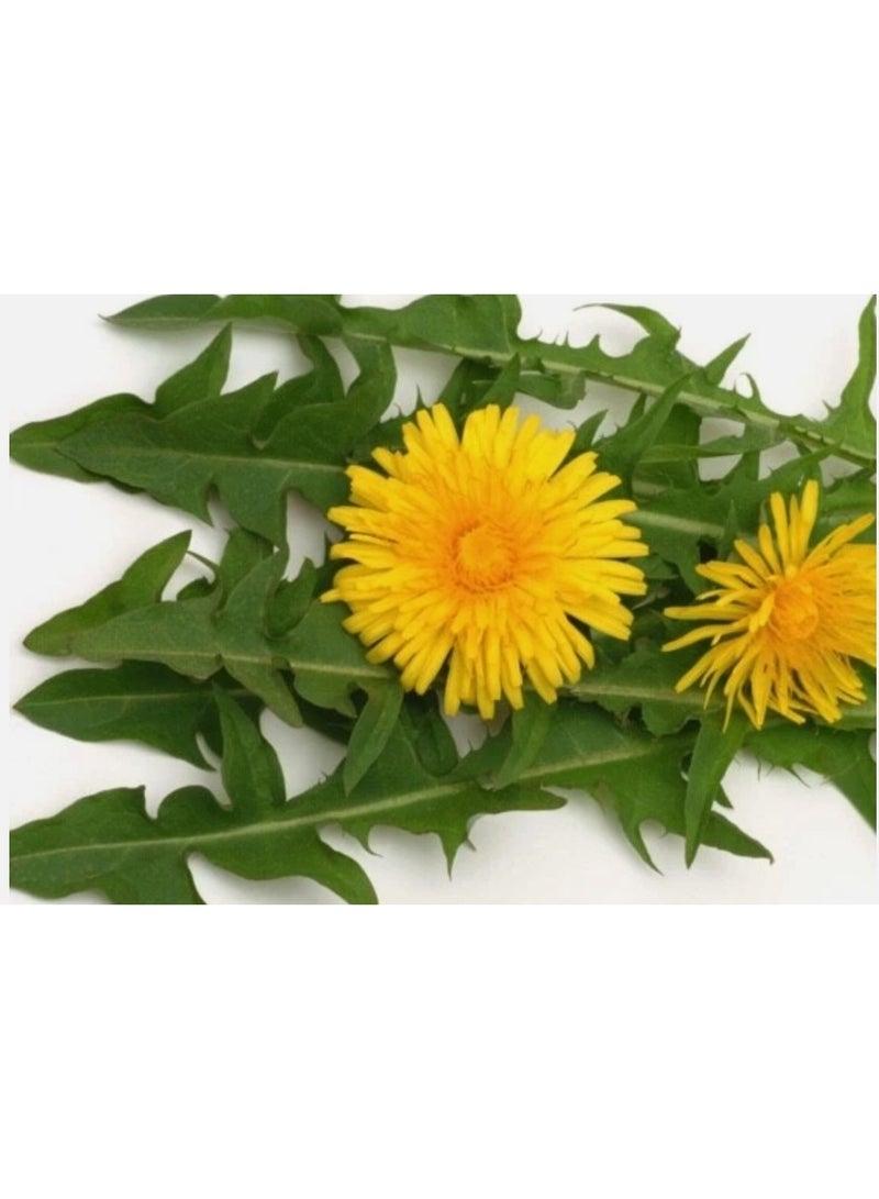 1200PCS Dandelion Seeds For Home Garden Planting - Image 2