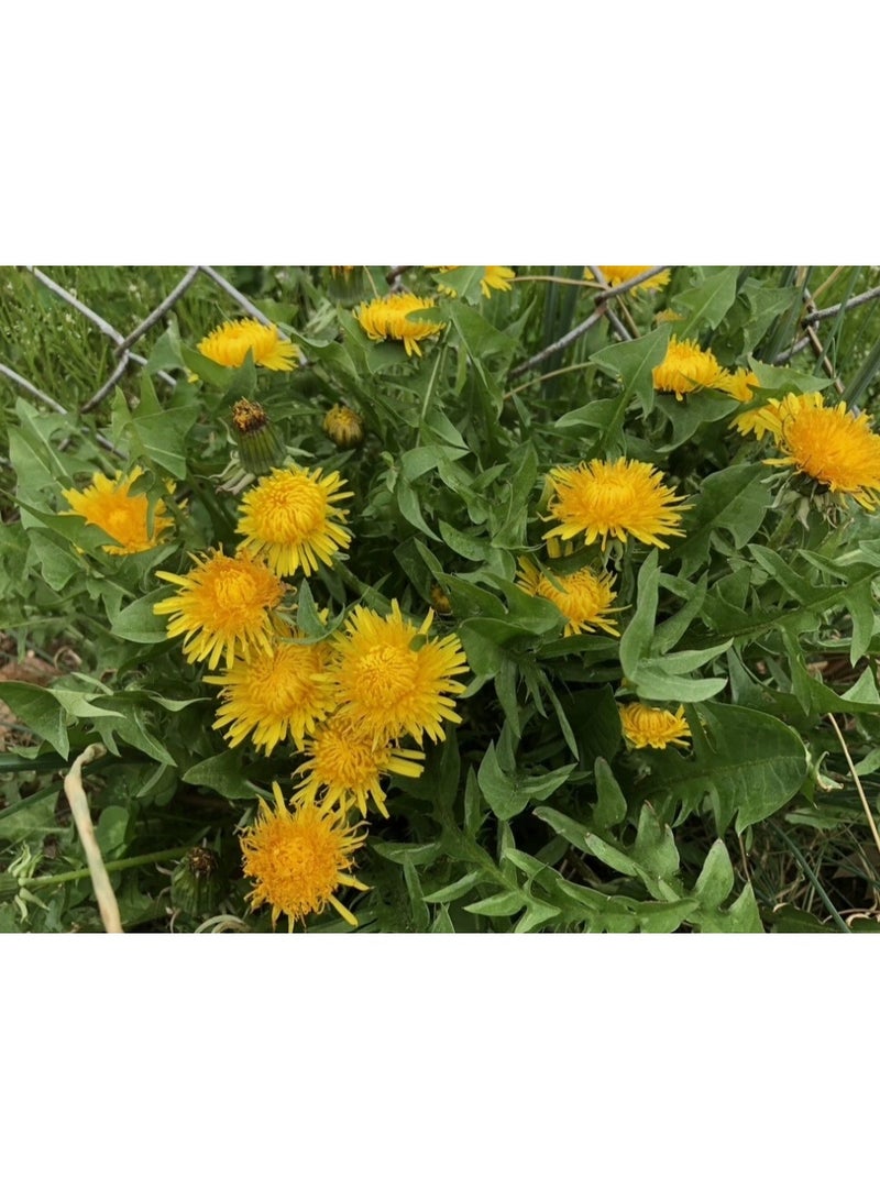 1200PCS Dandelion Seeds For Home Garden Planting - Image 1