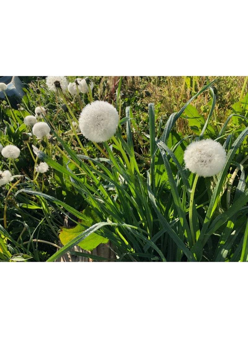 1200PCS Dandelion Seeds For Home Garden Planting - Image 3