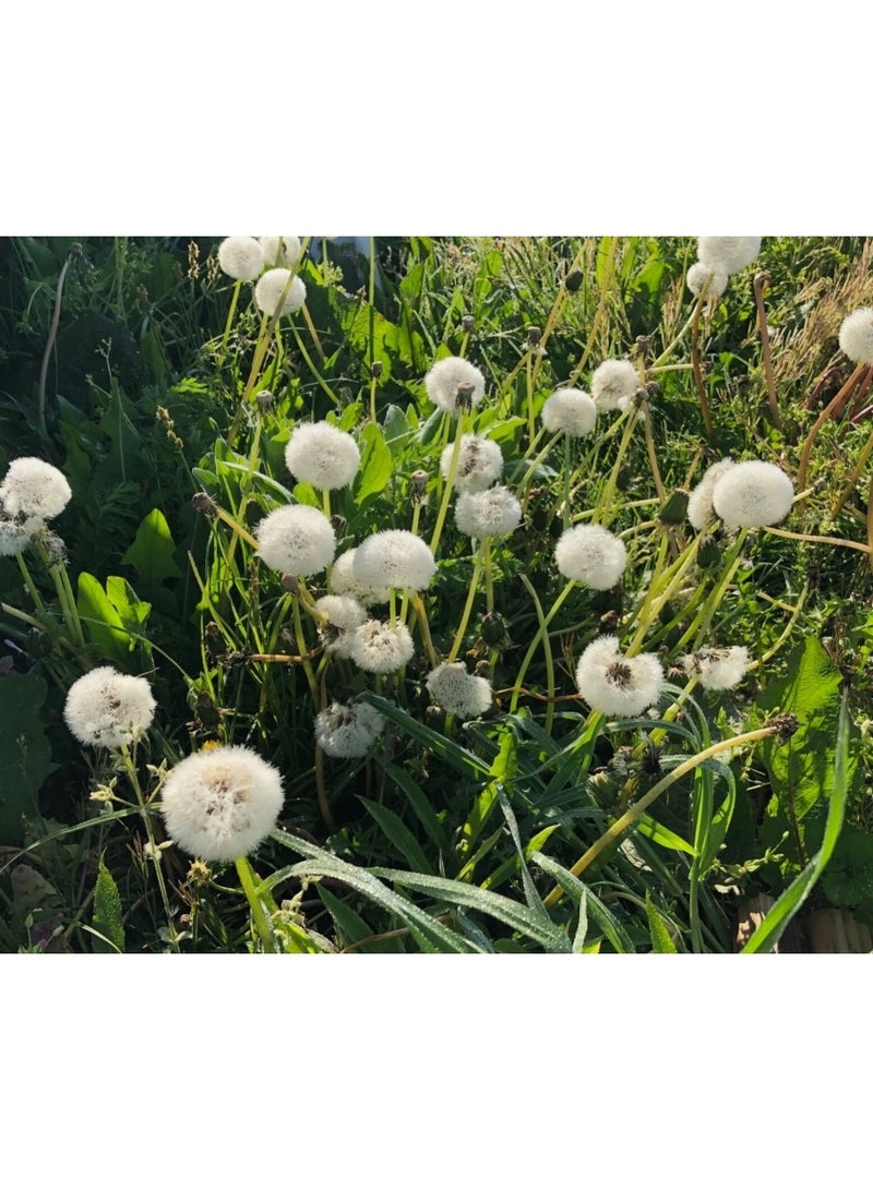 1200PCS Dandelion Seeds For Home Garden Planting - Image 4