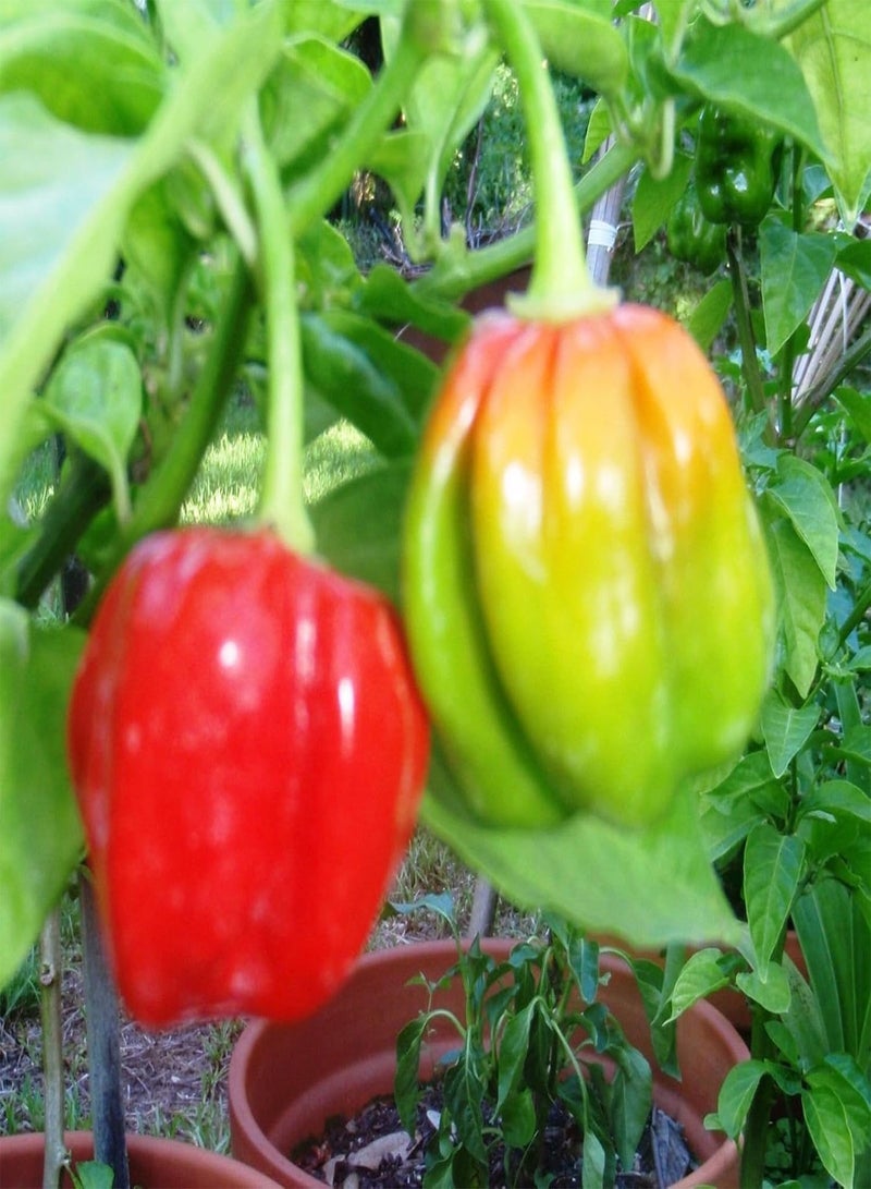 جي جوت 50 بذور فلفل اسكتلندي جامايكي (سلالة حمراء) من نوع Capsicum chinens، وليس Habanero - Image 1