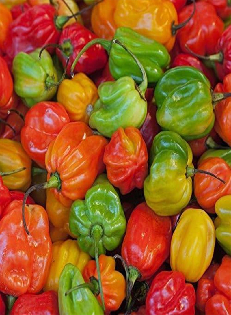 جي جوت 50 بذور فلفل اسكتلندي جامايكي (سلالة حمراء) من نوع Capsicum chinens، وليس Habanero - Image 2