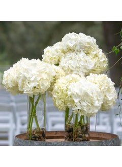 ماركة غير محددة مجموعة من 6 قطع مزهرية أسطوانية للزينة شفاف (M+L+XL)  - Image 3