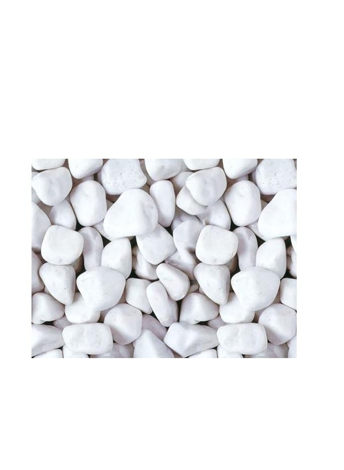 Generic CRAFT/Snow White 2-4 cm Decorative Pebbles Natural Decorative Rocks for Garden Plants Succulents Vase Aquariums Landscape River Stones Outdoor LAMAC(2 Kg) 
