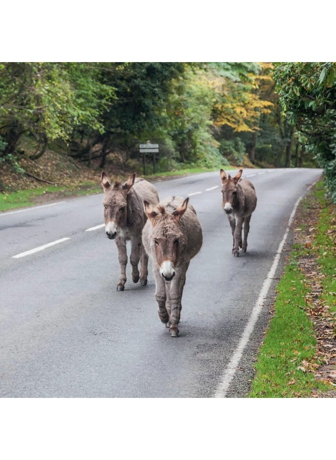 Hampshire: A Pictorial Journey: A photographic journey through Hampshire and the Isle of Wight  - Image 5