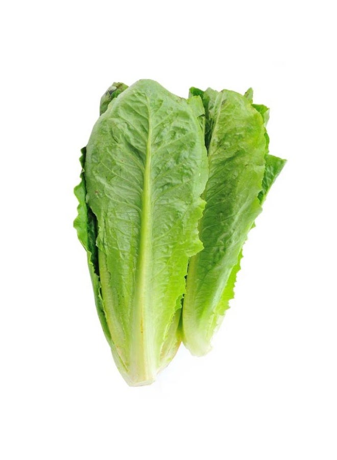Romaine Lettuce , 300g - 400g, Jordan