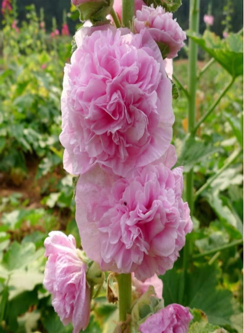 GGOOT 100pcs Hollyhock Seeds Single and Double Petals Mixed Colors Spit Red Powder Unique Charm Full of Fragrance Beautifully Housewarming Family Indoor and Outdoor Planting - Image 4