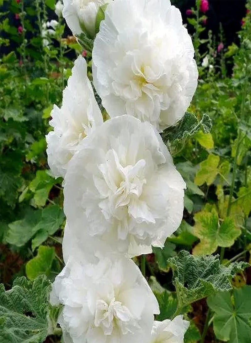 GGOOT 100pcs Hollyhock Seeds Single and Double Petals Mixed Colors Spit Red Powder Unique Charm Full of Fragrance Beautifully Housewarming Family Indoor and Outdoor Planting - Image 3