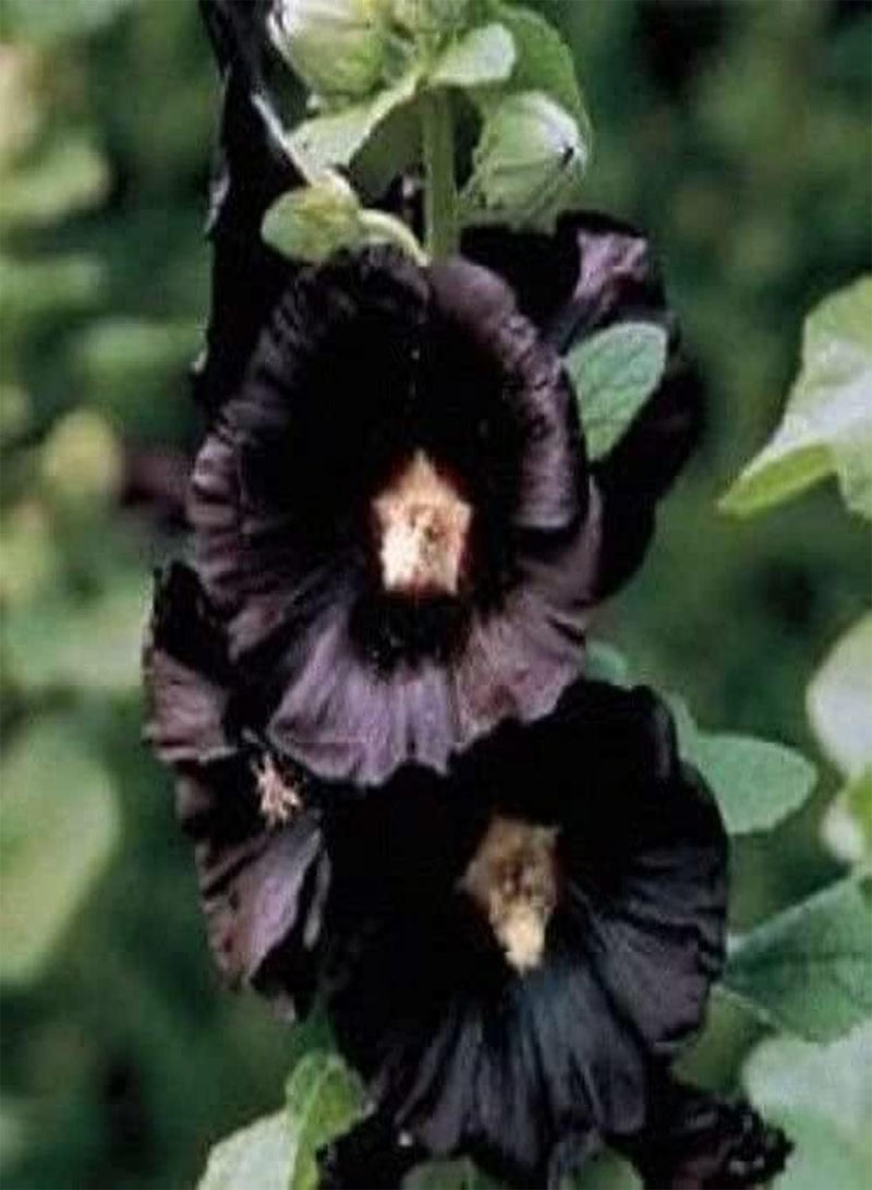 GGOOT 100pcs Hollyhock Seeds Single and Double Petals Mixed Colors Spit Red Powder Unique Charm Full of Fragrance Beautifully Housewarming Family Indoor and Outdoor Planting - Image 2
