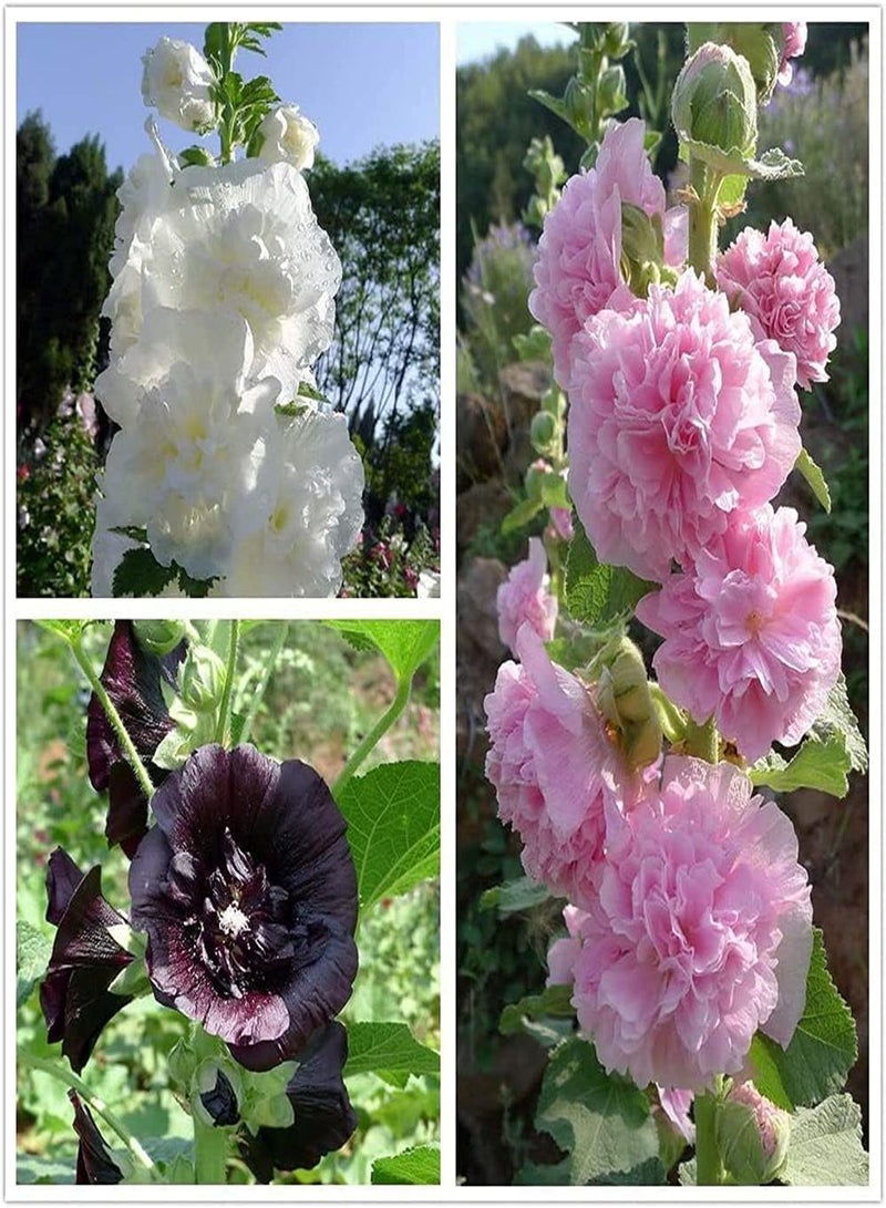 GGOOT 100pcs Hollyhock Seeds Single and Double Petals Mixed Colors Spit Red Powder Unique Charm Full of Fragrance Beautifully Housewarming Family Indoor and Outdoor Planting - Image 1