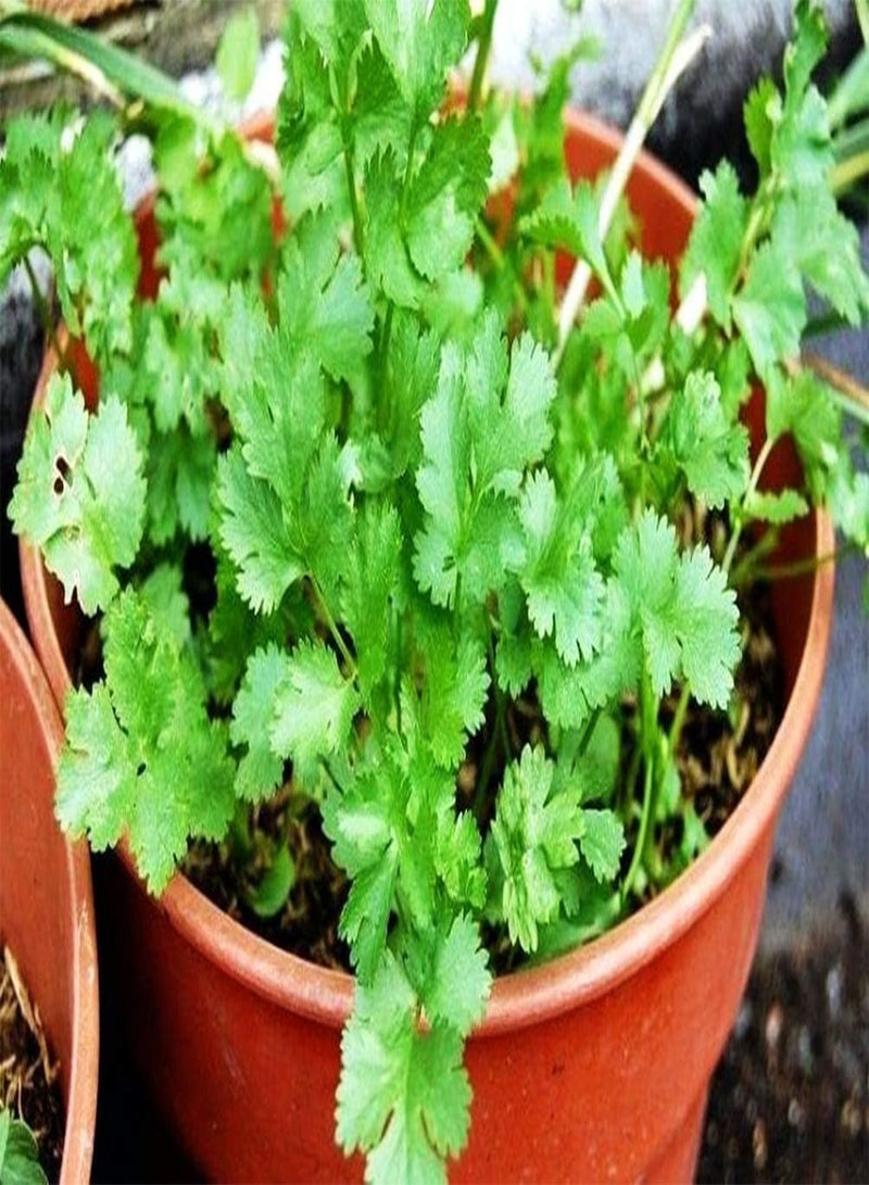 جي جوت 50 قطعة من بذور الكزبرة - عبوة تراثية، بهارات الكزبرة المحمصة الطبيعية للتتبيل والطهي - Image 2