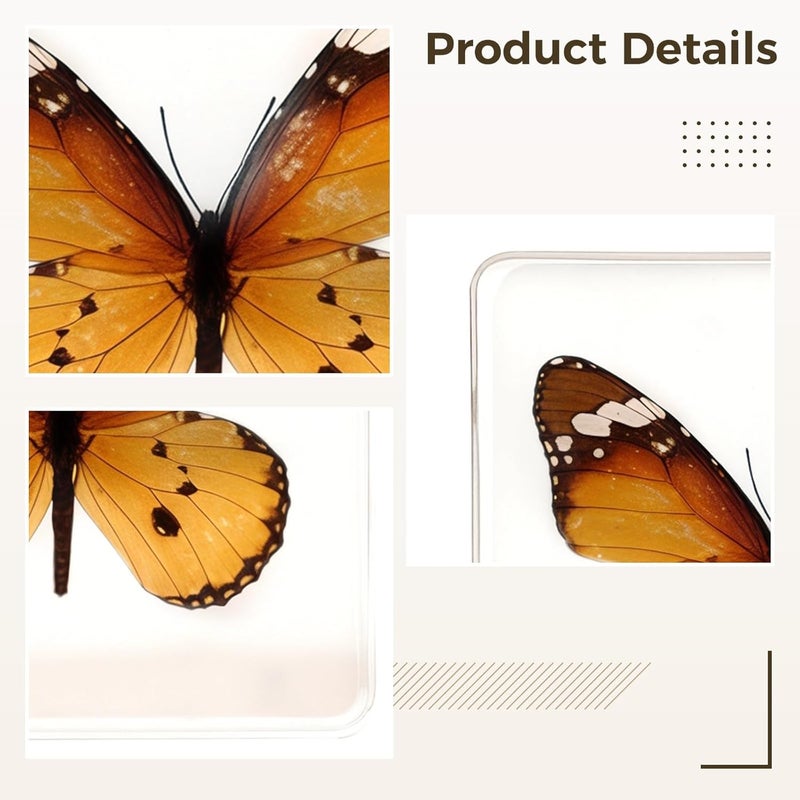 3 X 3 X 0.8 in（7.5 X 7.5 X 2 Cm）Butterfly Resin Specimen, Display Insect Clear Acrylic Frame, Unique Gift with Black Gift Box, Home Decoration Ideal, Shelf Decor - Image 2