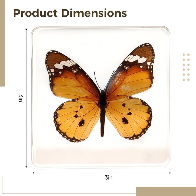 3 X 3 X 0.8 in（7.5 X 7.5 X 2 Cm）Butterfly Resin Specimen, Display Insect Clear Acrylic Frame, Unique Gift with Black Gift Box, Home Decoration Ideal, Shelf Decor - Image 3