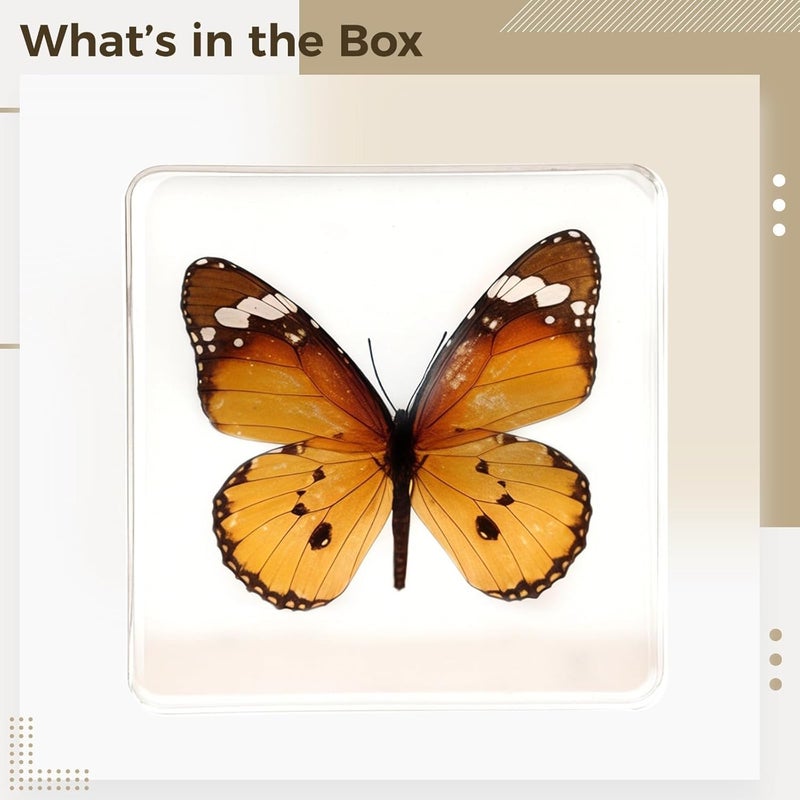 3 X 3 X 0.8 in（7.5 X 7.5 X 2 Cm）Butterfly Resin Specimen, Display Insect Clear Acrylic Frame, Unique Gift with Black Gift Box, Home Decoration Ideal, Shelf Decor - Image 4