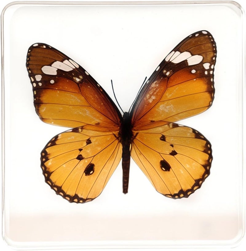 3 X 3 X 0.8 in（7.5 X 7.5 X 2 Cm）Butterfly Resin Specimen, Display Insect Clear Acrylic Frame, Unique Gift with Black Gift Box, Home Decoration Ideal, Shelf Decor - Image 1