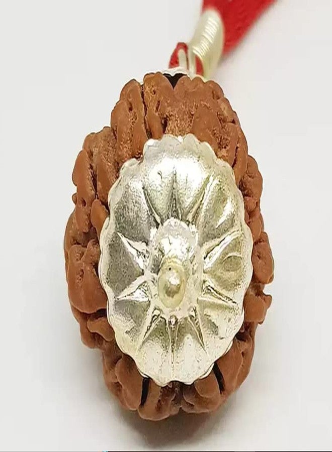 IRIS GEMS 8 Mukhi Rudraksha Original Certified With Silver Capping 8 Face Rudraksha Nepal 8 मुखी रुद्राक्ष ओरिजिनल नेपाल Eight Faced Rudraksha नेचुरल आठ मुखी रुद्राक्ष Aath Mukhi Nepali Rudraksha Ashta Mukhi Rudraksha 8 Mukhi By IRIS GEMS - Image 4