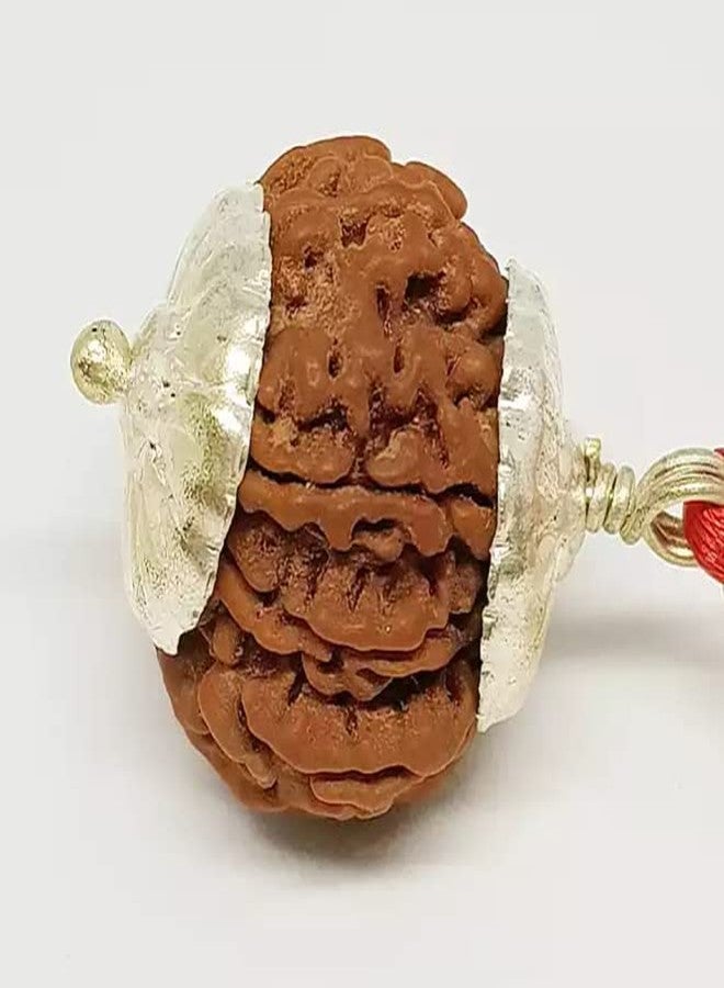 IRIS GEMS 8 Mukhi Rudraksha Original Certified With Silver Capping 8 Face Rudraksha Nepal 8 मुखी रुद्राक्ष ओरिजिनल नेपाल Eight Faced Rudraksha नेचुरल आठ मुखी रुद्राक्ष Aath Mukhi Nepali Rudraksha Ashta Mukhi Rudraksha 8 Mukhi By IRIS GEMS - Image 1