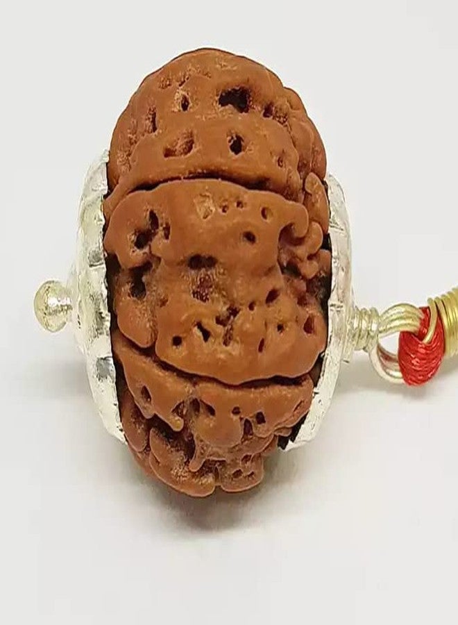 IRIS GEMS 8 Mukhi Rudraksha Original Certified With Silver Capping 8 Face Rudraksha Nepal 8 मुखी रुद्राक्ष ओरिजिनल नेपाल Eight Faced Rudraksha नेचुरल आठ मुखी रुद्राक्ष Aath Mukhi Nepali Rudraksha Ashta Mukhi Rudraksha 8 Mukhi By IRIS GEMS - Image 3