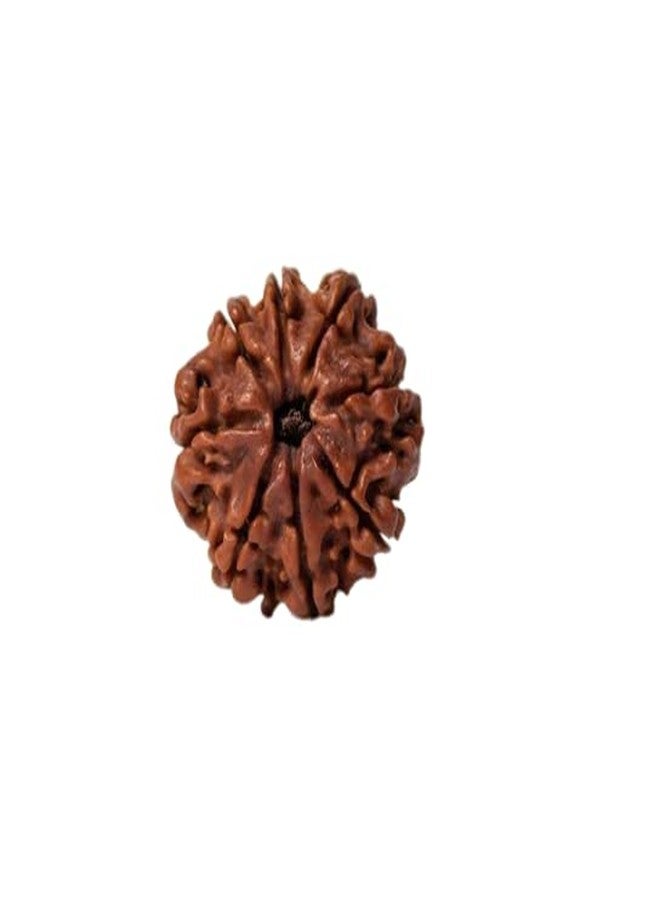 IRIS GEMS 8 Mukhi Rudraksha Original Certified With Silver Capping 8 Face Rudraksha Nepal 8 मुखी रुद्राक्ष ओरिजिनल नेपाल Eight Faced Rudraksha नेचुरल आठ मुखी रुद्राक्ष Aath Mukhi Nepali Rudraksha Ashta Mukhi Rudraksha 8 Mukhi By IRIS GEMS - Image 2