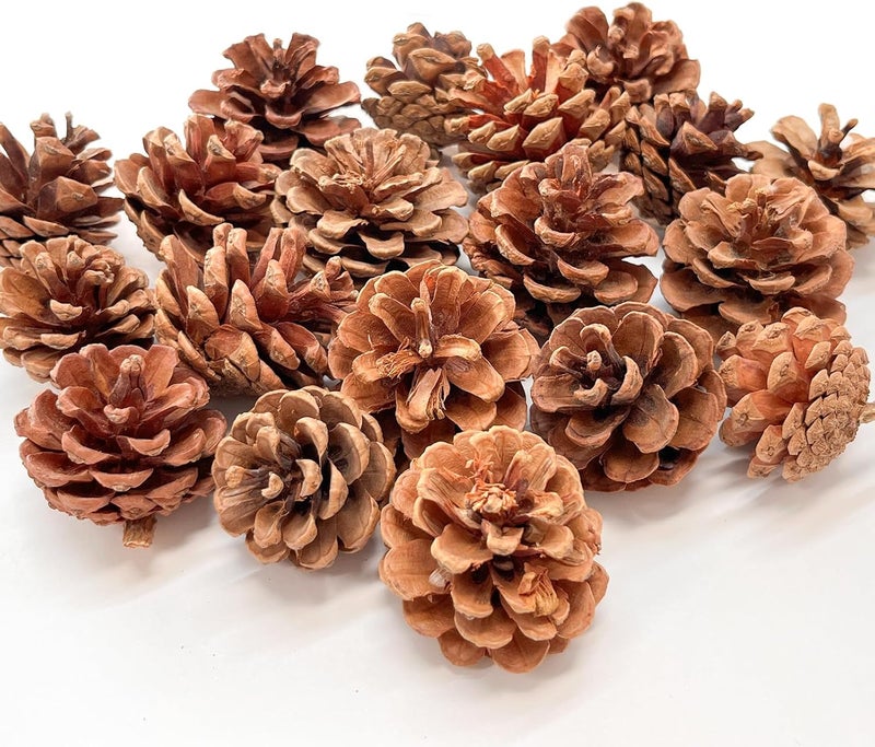 Pextian 20PCS Natural Pine Cones 1422 Inches Christmas Rustic Pinecones Bulk Ornaments for Crafting Fall Garland Thanksgiving Decorations - Image 1