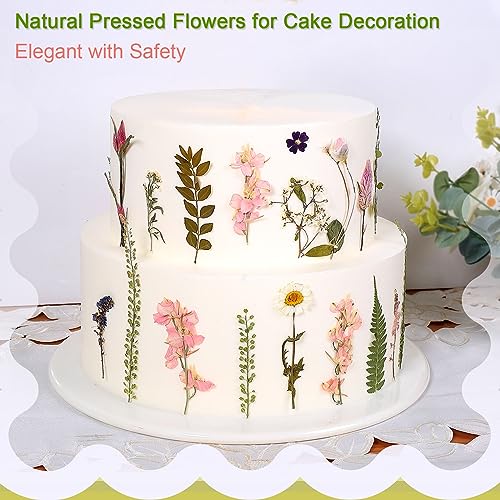 ZMRU Large Dried Pressed Flowers for Art Crafts, Real Dry Natural Flower Leaf Fruit Bulk for Resin Mold, Cake Decor, Glass Frame (Spring Garden) - Image 5