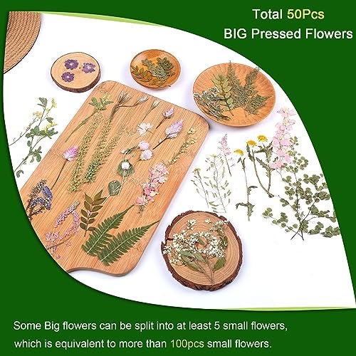 ZMRU Large Dried Pressed Flowers for Art Crafts, Real Dry Natural Flower Leaf Fruit Bulk for Resin Mold, Cake Decor, Glass Frame (Spring Garden) - Image 3