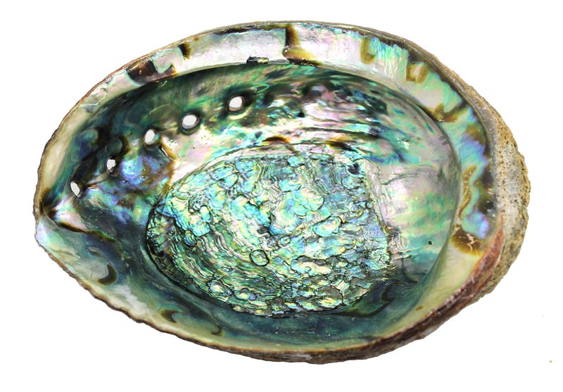 Govinda Hand Selected Abalone Shell 6 Inches