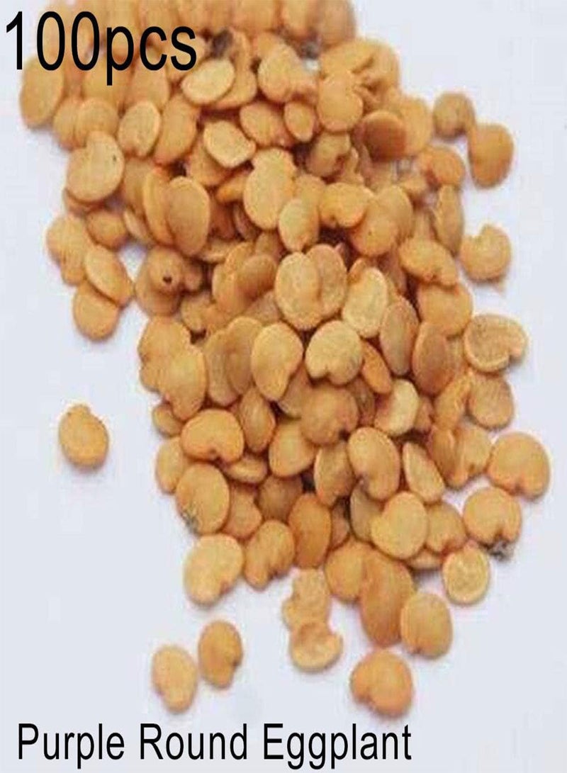جي جوت 100 قطعة من بذور الباذنجان الأرجوانية الطويلة/المستديرة، نبات خضراوات مغذي للحديقة والفناء الخارجي، 1 باذنجان دائري أرجواني - Image 3
