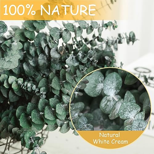 Gifugi 22 PCS Dried Eucalyptus Bundle for Shower - 17" Large Preserved Eucalyptus Stems Shower Plant, Fresh Real Eucalyptus Leaves for Shower Hanging, Artificial Flowers Arrangement, Home Bathroom Decor - Image 4